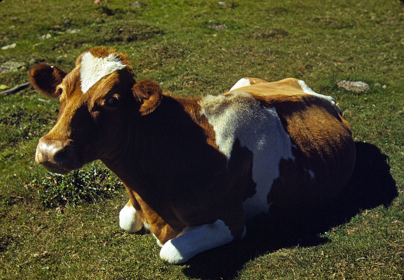 Cow