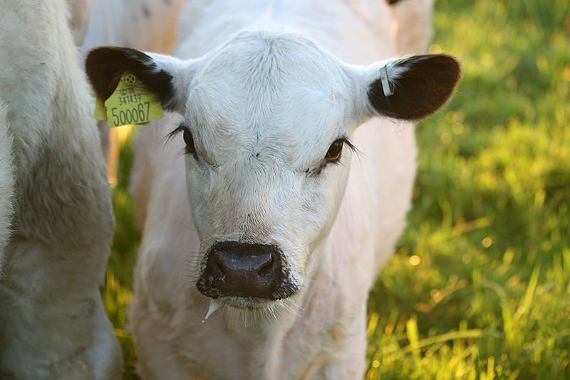 British White calf