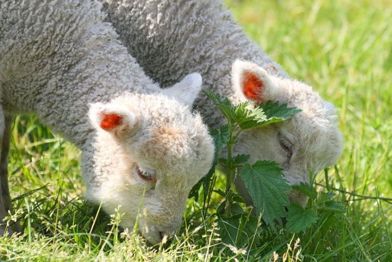 Lambs, Morden Hall Park
