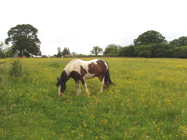 Pasture with buttercups and horse, near Chesham - geograph.org.uk - 186619