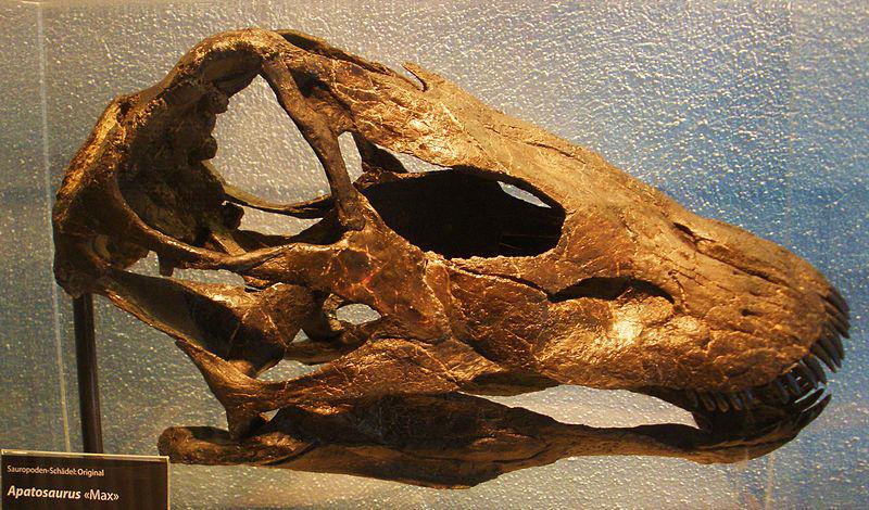 skull