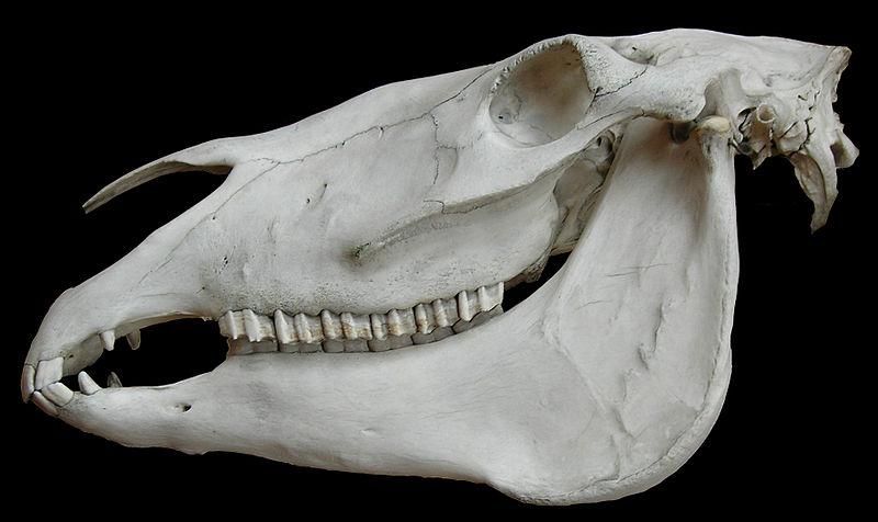 skull